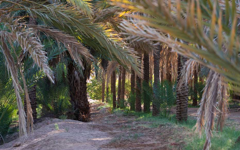  سحر الطبيعة في العلا 