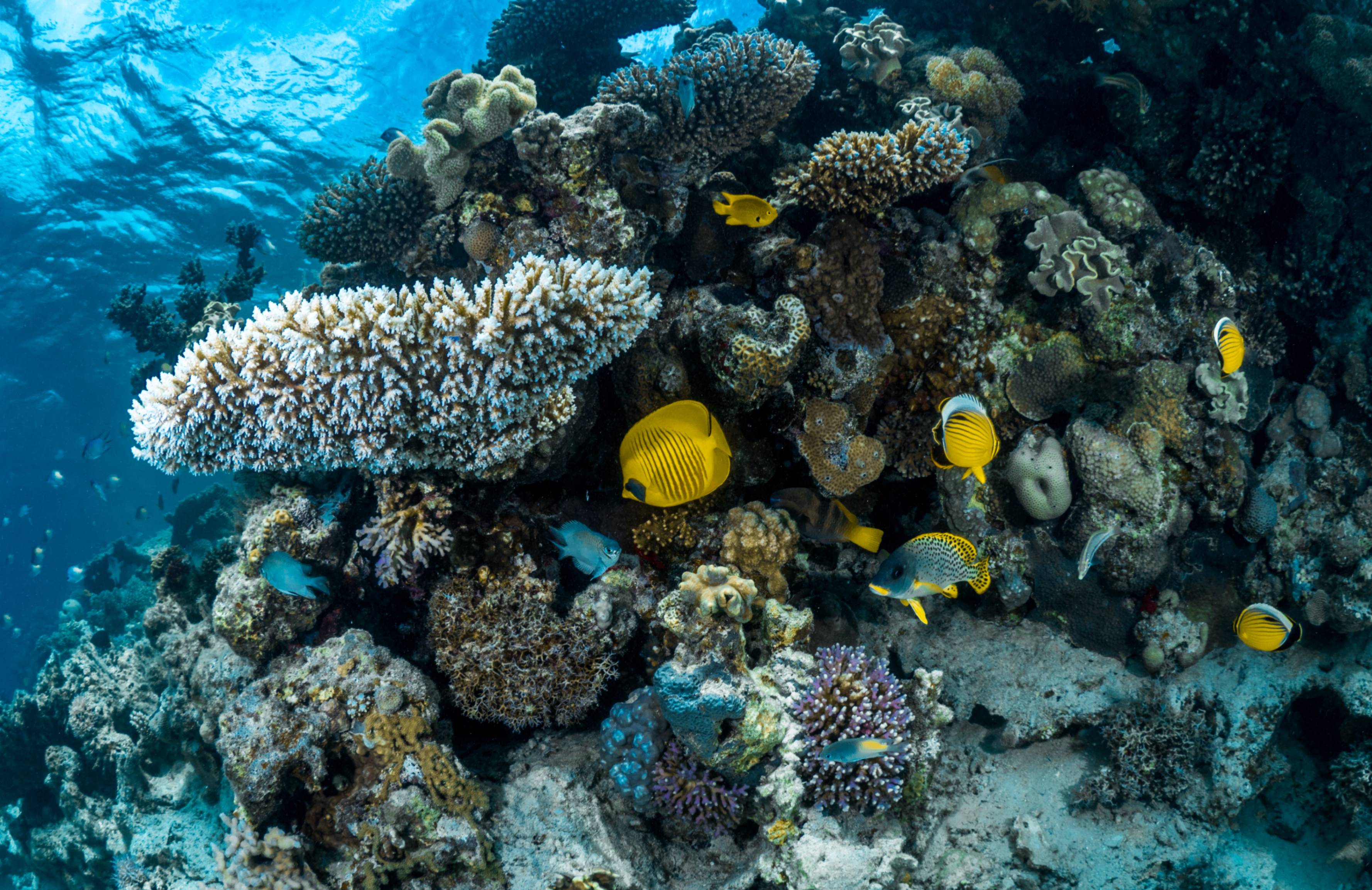  الشعاب المرجانية الخلابة في البحر الأحمر تزيد من سحر التجربة 