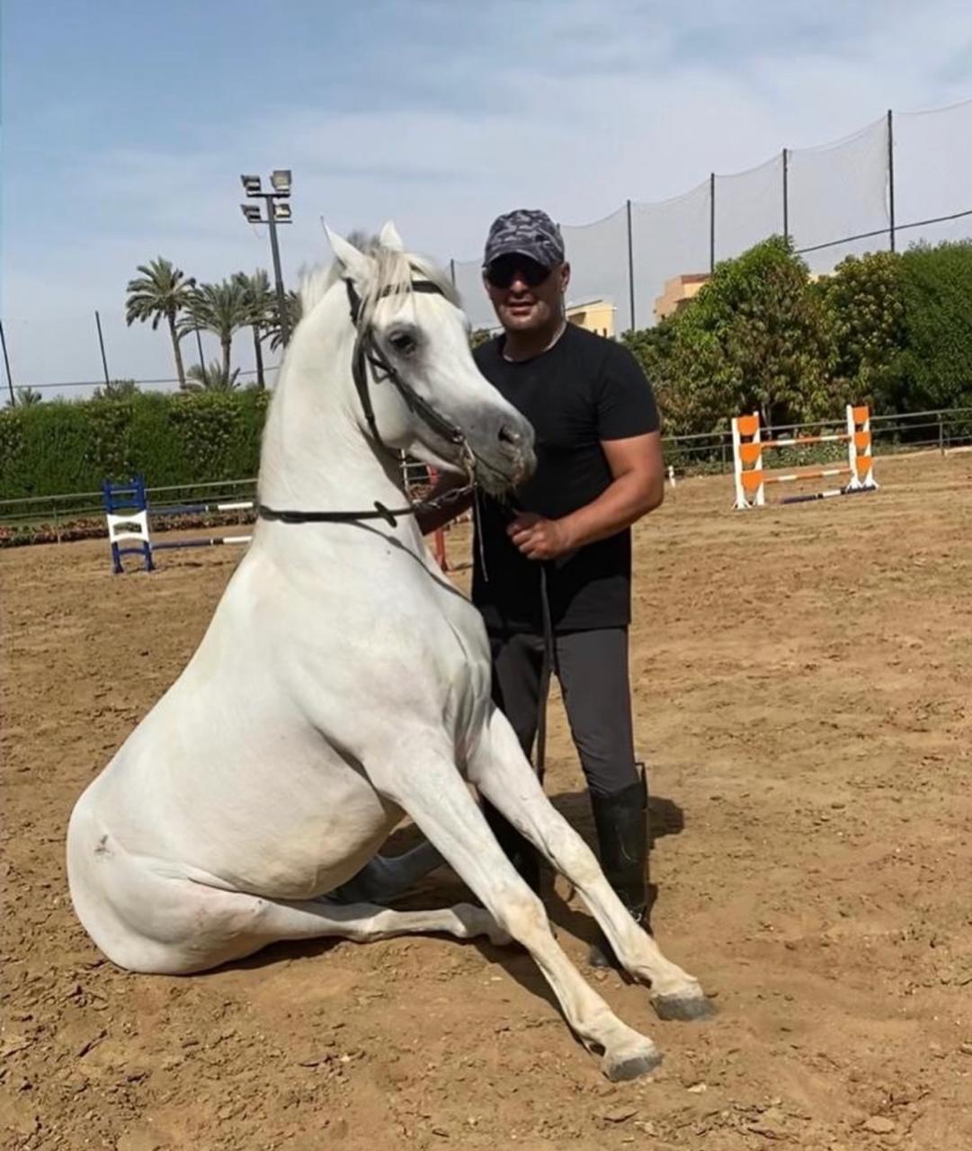 أحمد السقا مع الخيول