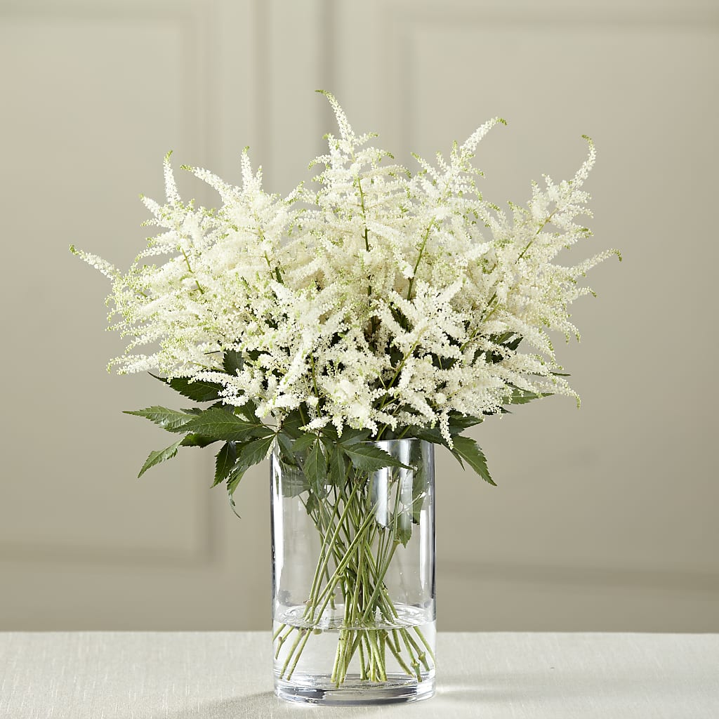 أستيلبي Astilbe