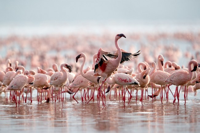 أسراب طيور الفلامنجو، بحيرة بوغوريا، كينيا