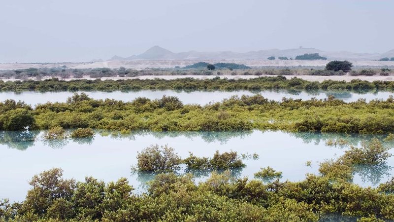 أشجار القرم تزيد من جمال التجربة في منتزه القرم الوطني - المصدر زوروا أبوظبي