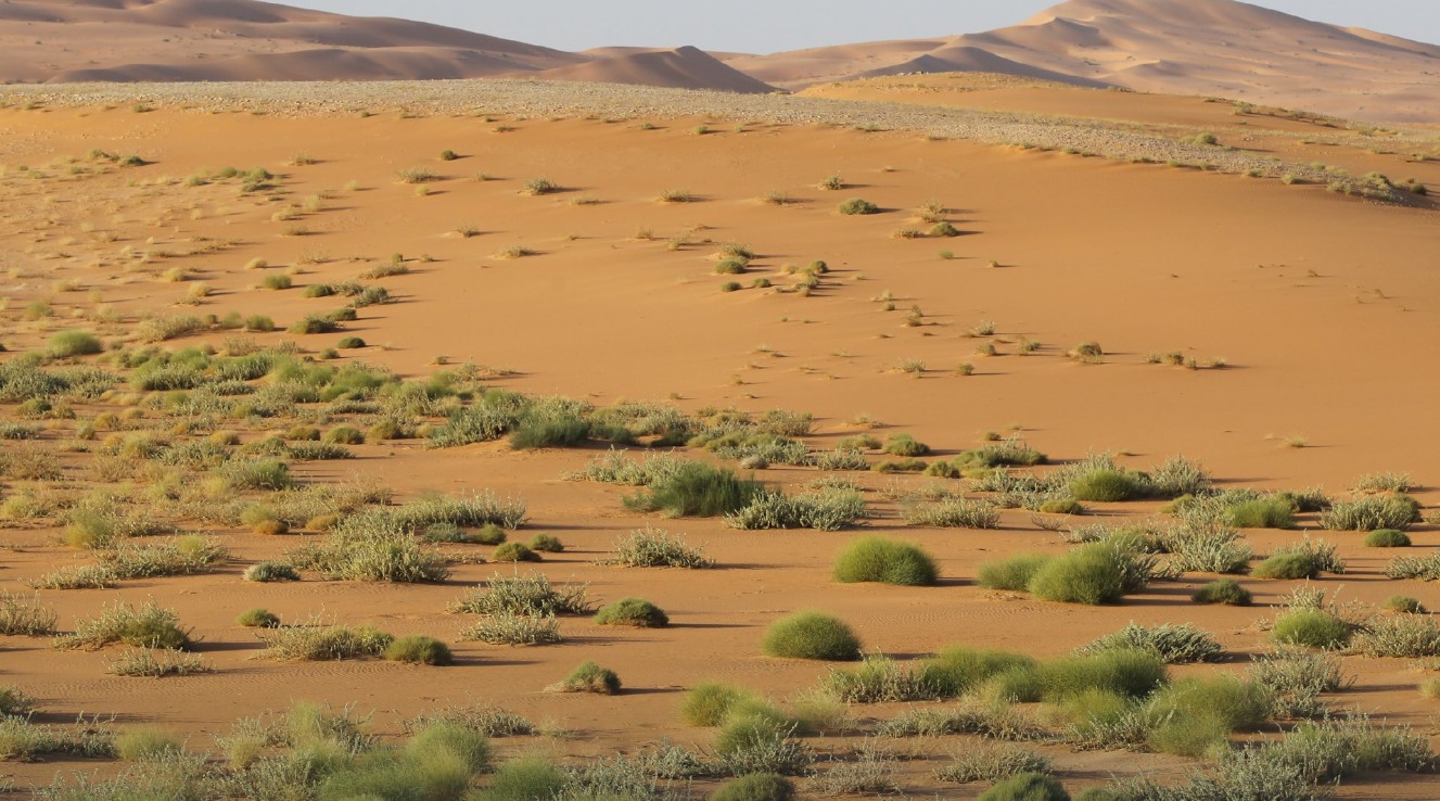 أكثر من 120 نوعاً من النباتات البرية الأصيلة في محمية عروق بني معارض 