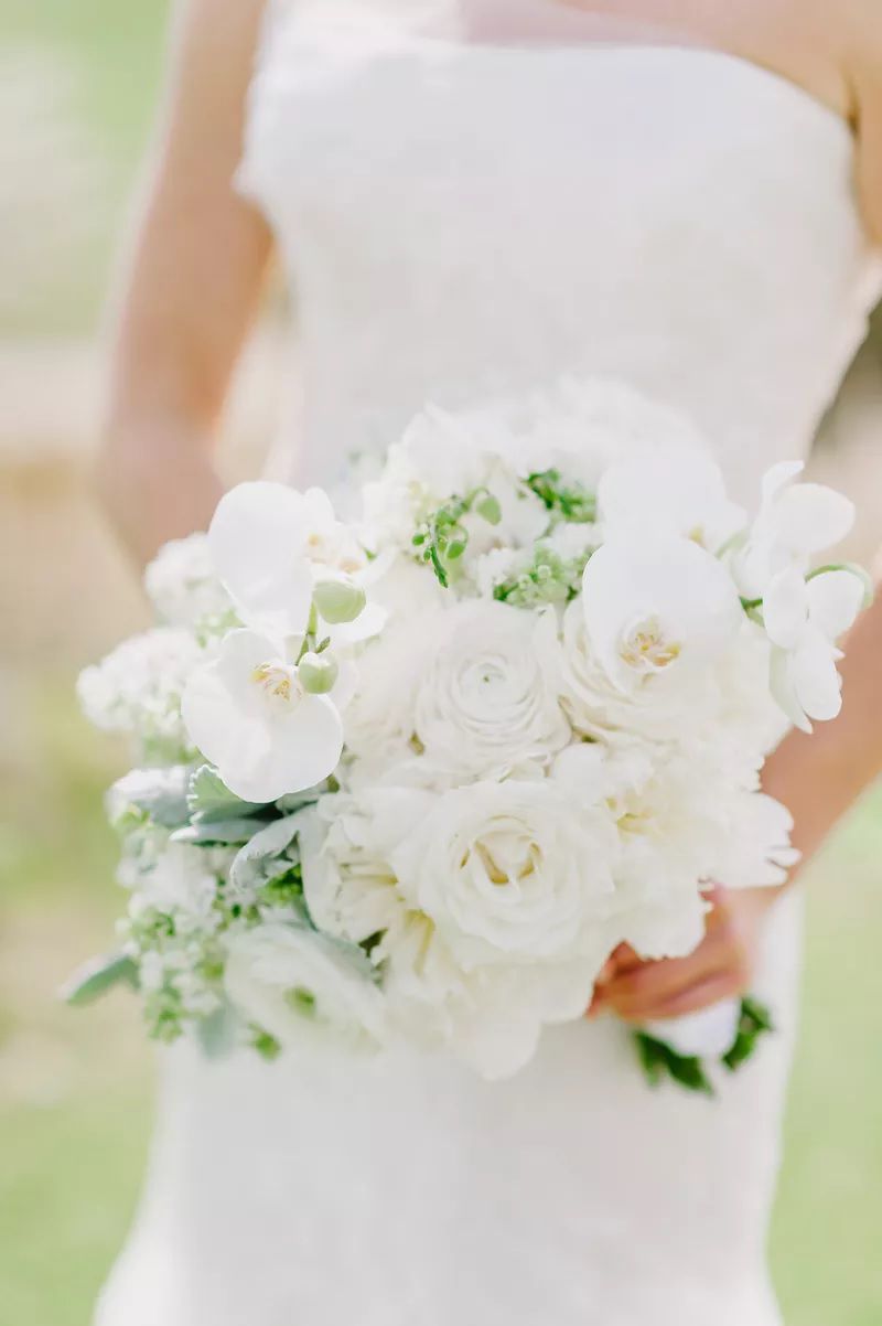 البازلاء الحلوة Sweet Peas