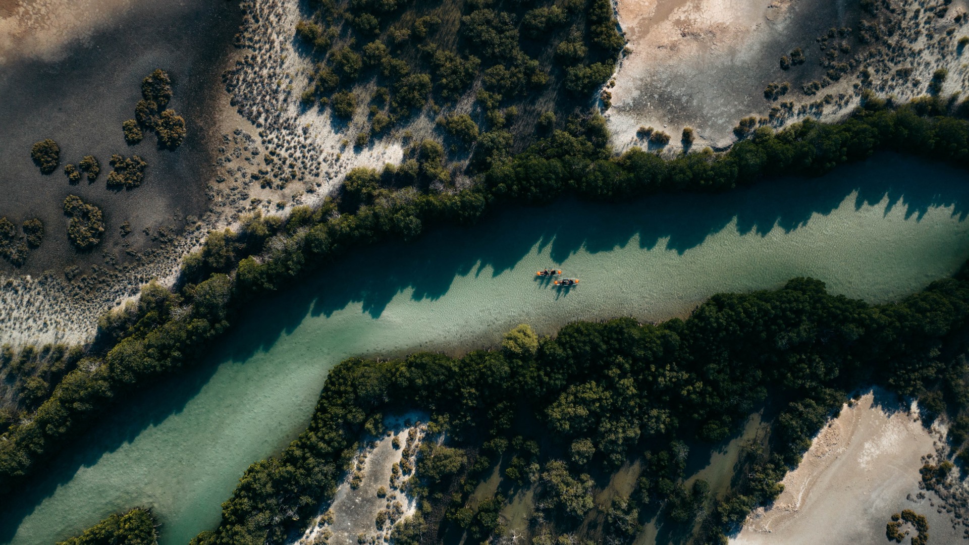 أشجار المانغروف تزيد من سحر وجمال التجربة في البحر الأحمر