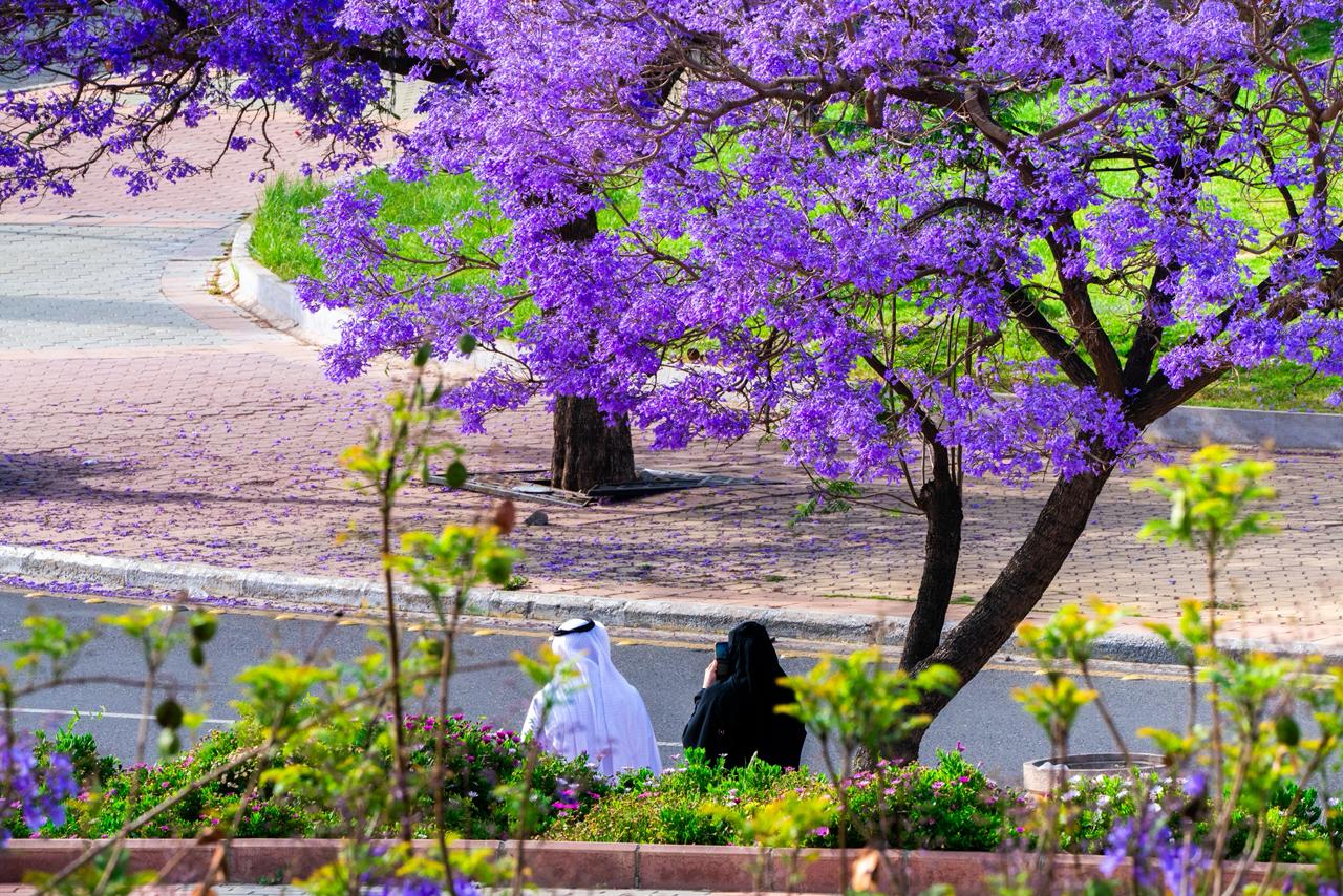 الجاكرندا تزين شوارع الطائف