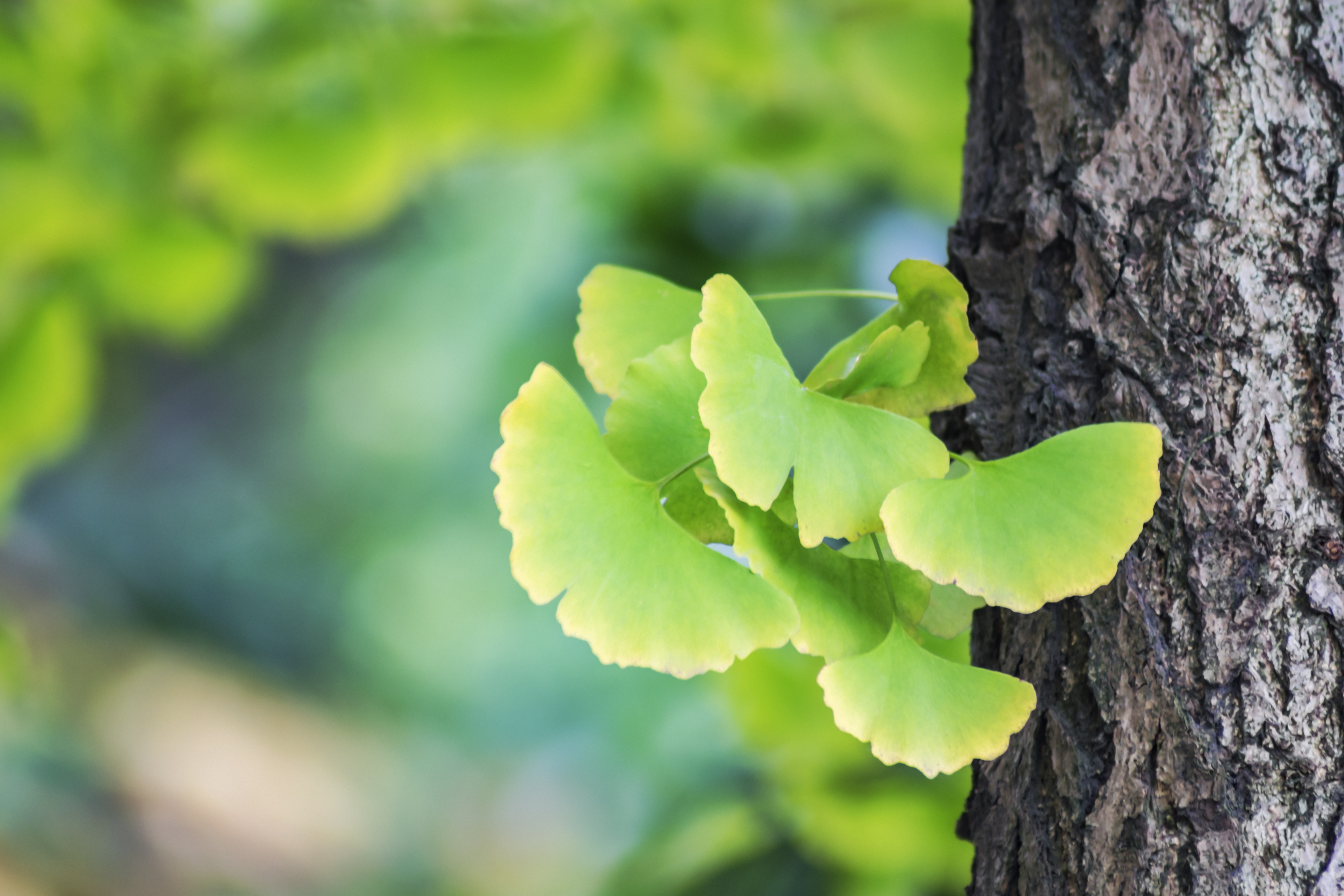 Ginkgo Biloba herb strengthening memory