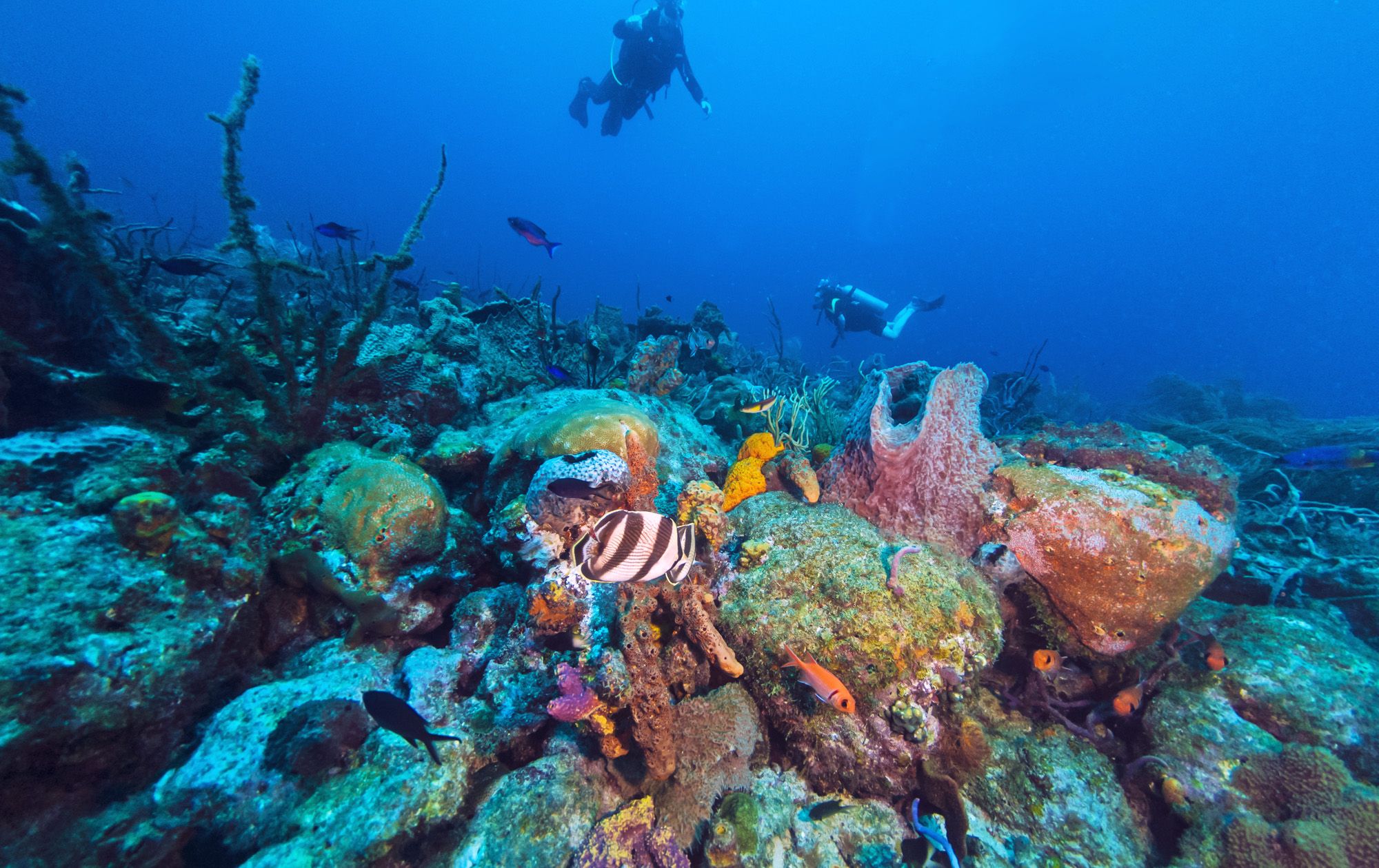 الحاجز المرجاني لجزيرة بربادوس Barbados Barrier Reefs