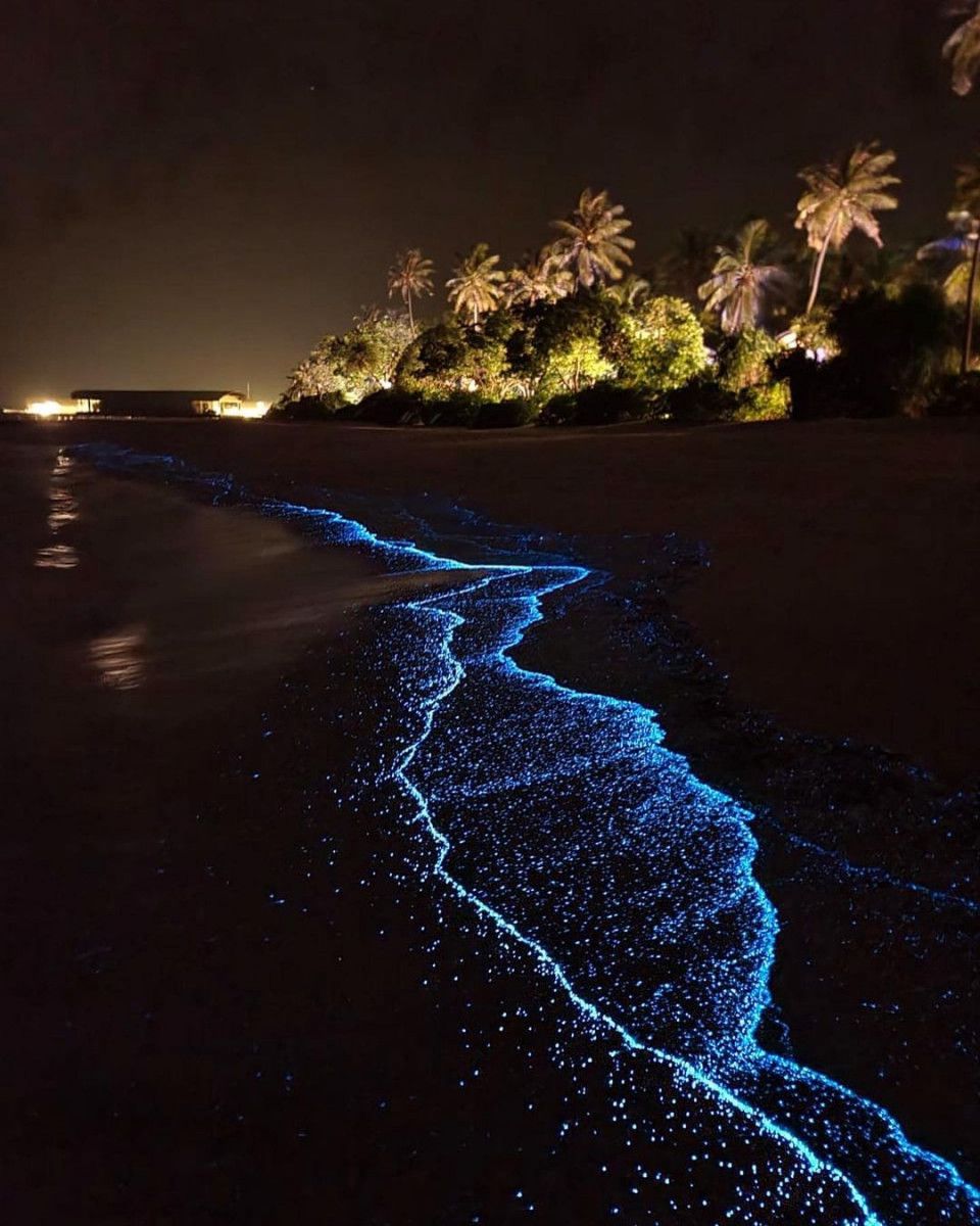 السباحة الليلية على الشاطئ المتوهج Bioluminescent Beach