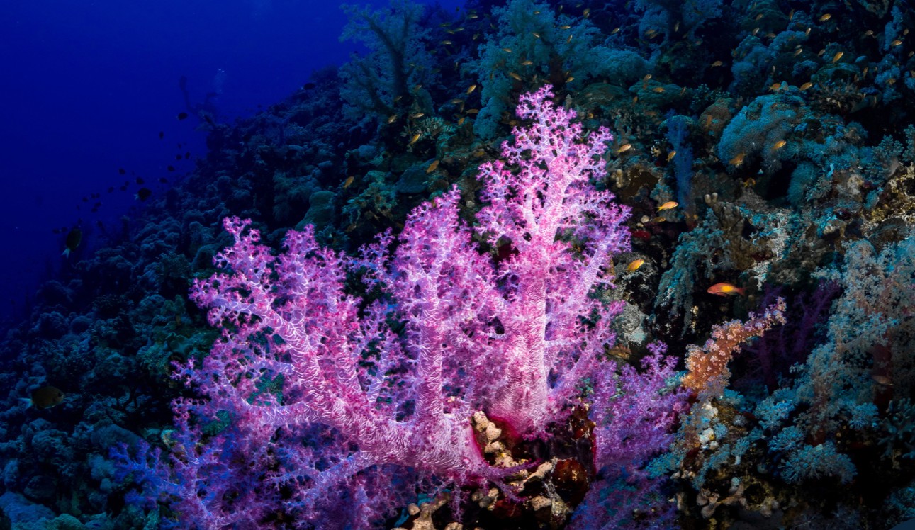 الشعاب المرجانية تزين وجهة البحر الأحمر وتزيد من سحر التجربة