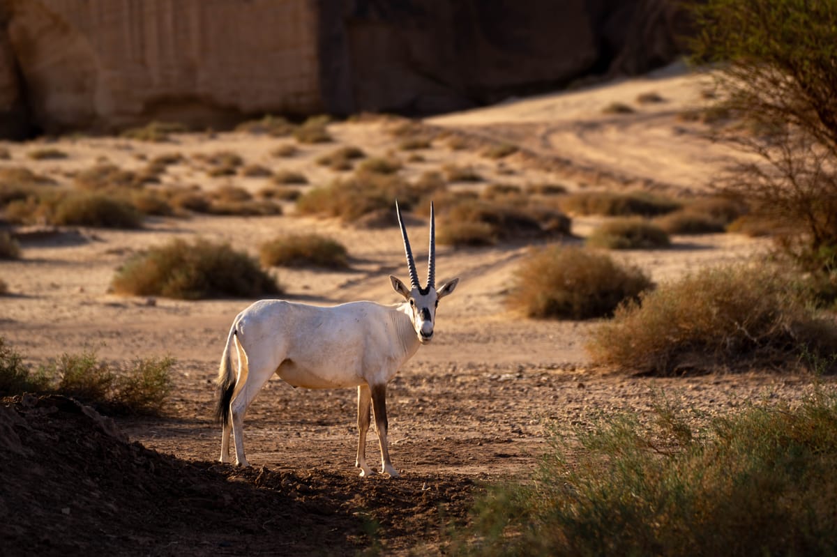 لقطة استثنائية للمها العربي من محمية شرعان الطبيعية