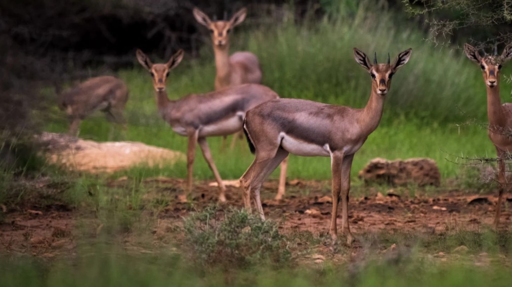 الغزلان النادرة في محمية جزر فرسان الخلابة 