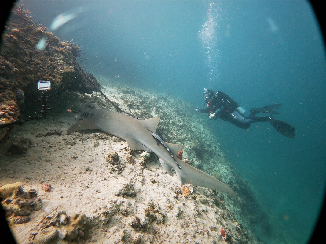 الغوص بالقرب من جزر فرسان