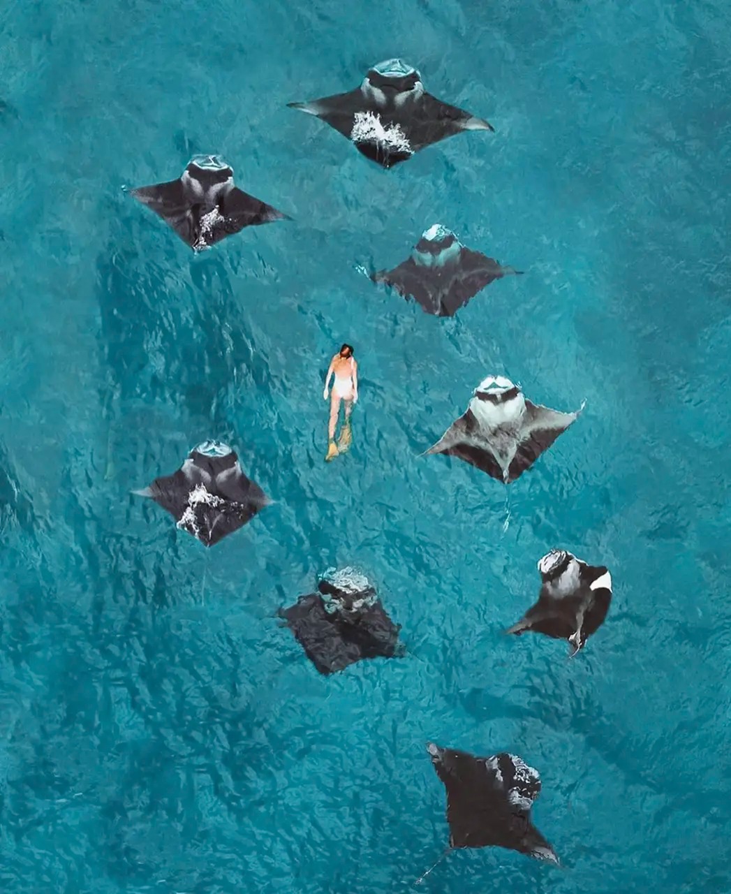 الغوص عند نقطة مانتا Manta Point
