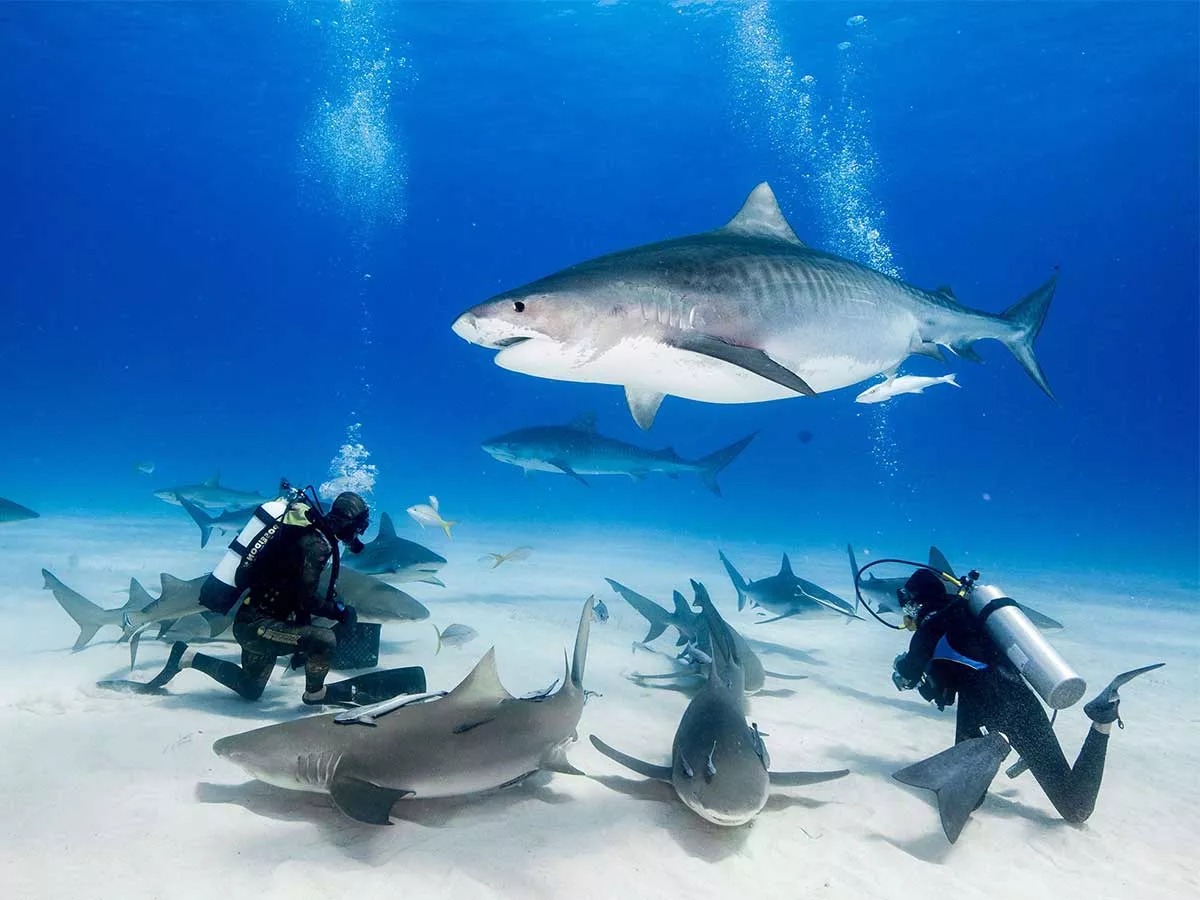 الغوص مع أسماك القرش في البحر الأحمر