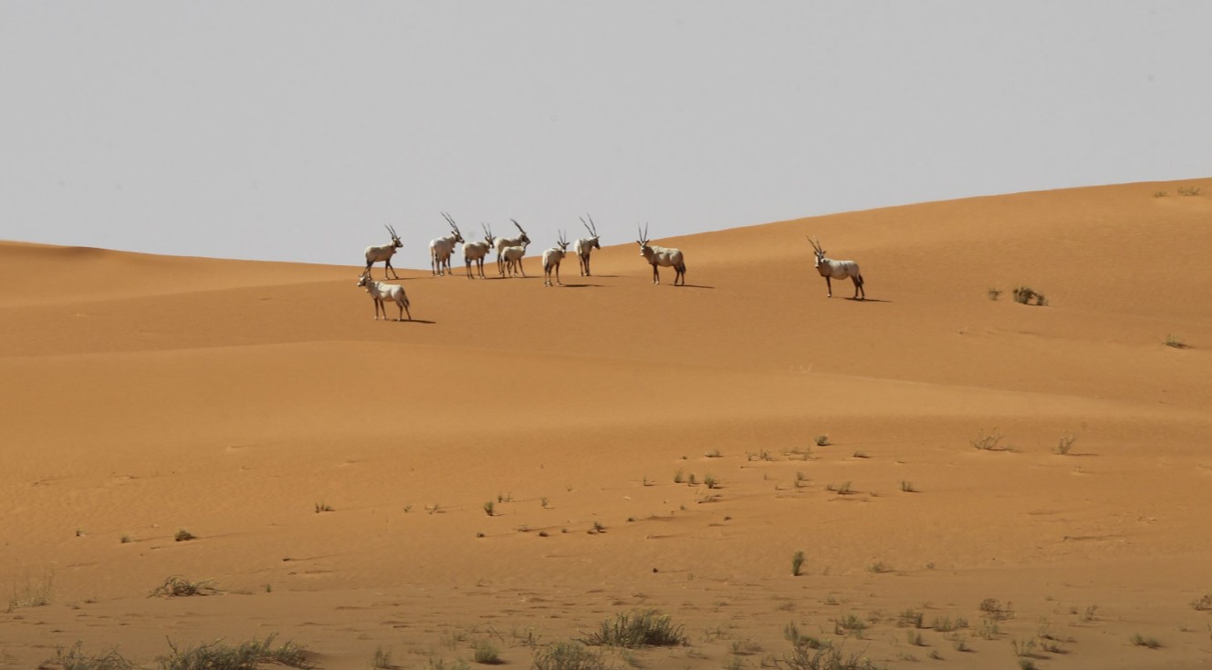 القطيع الوحيد الحر من المها العربي في العالم في محمية عروض بني معارض