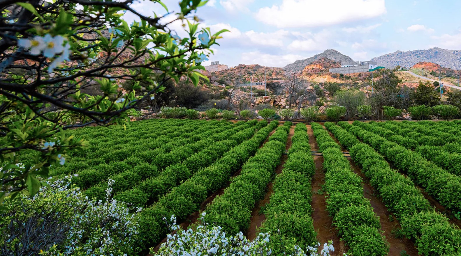 اللون الأخضر يزيد من سحر التجربة في الطائف الخلابة