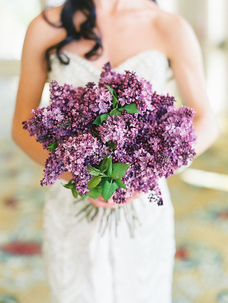 الليلك Lilac