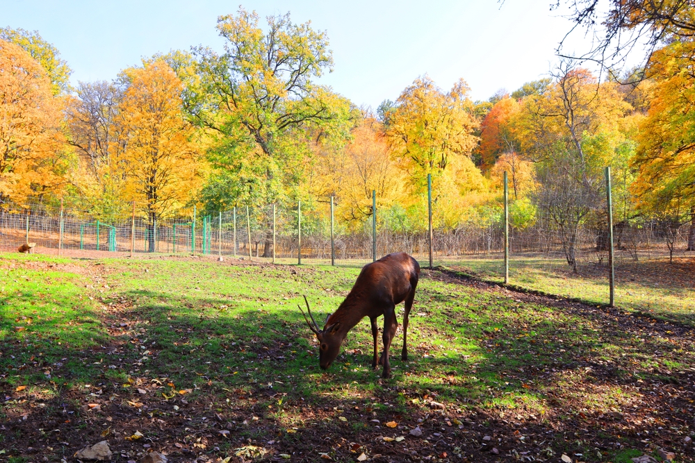 المنتزه الوطني في ديليجان