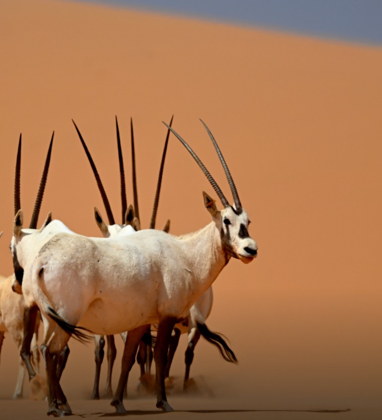 المها العربي في لقطة ساحرة من محمية عروق بني معارض