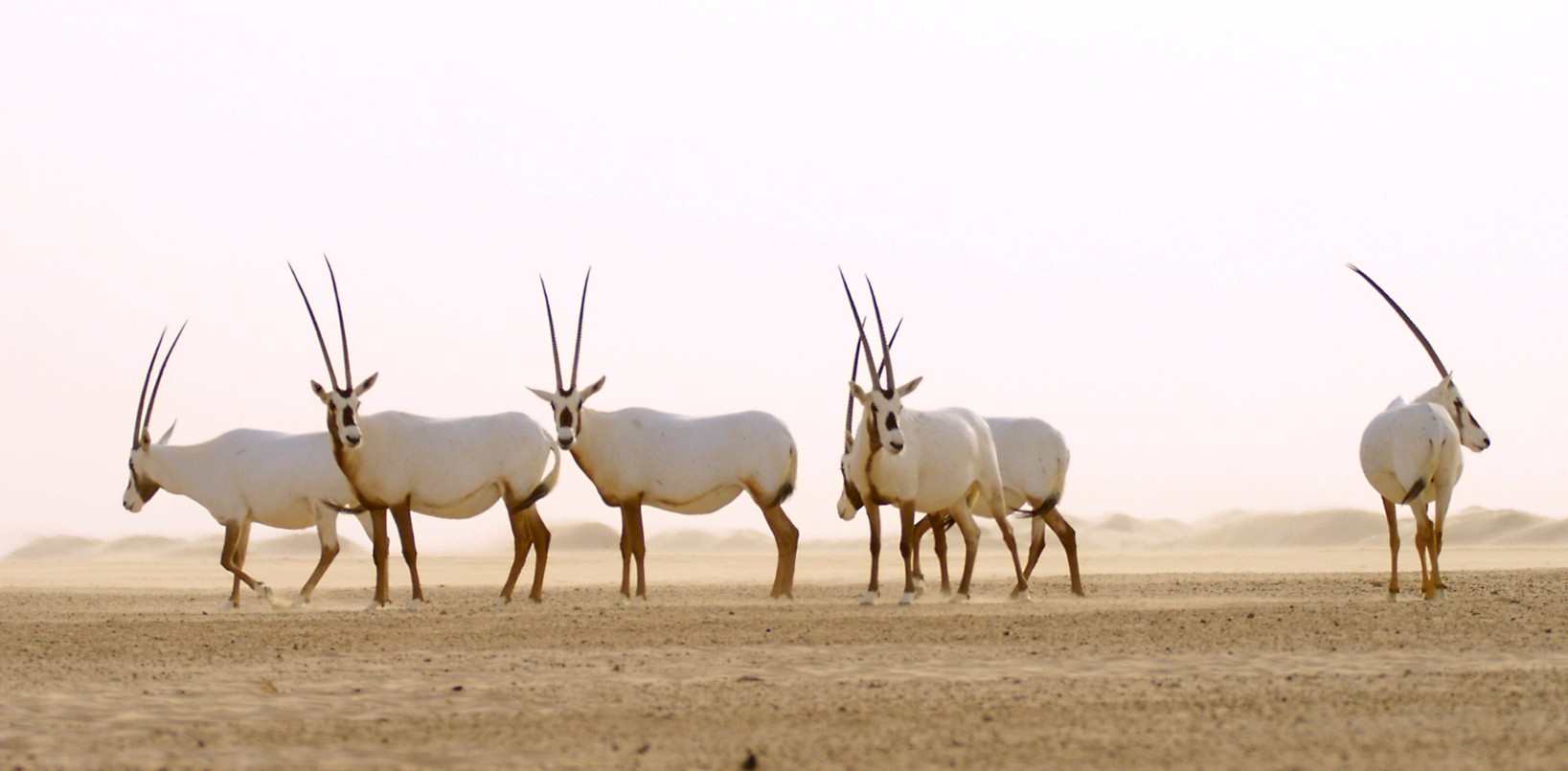 المها العربي يزين أرجاء محمية المرموم الصحراوية 