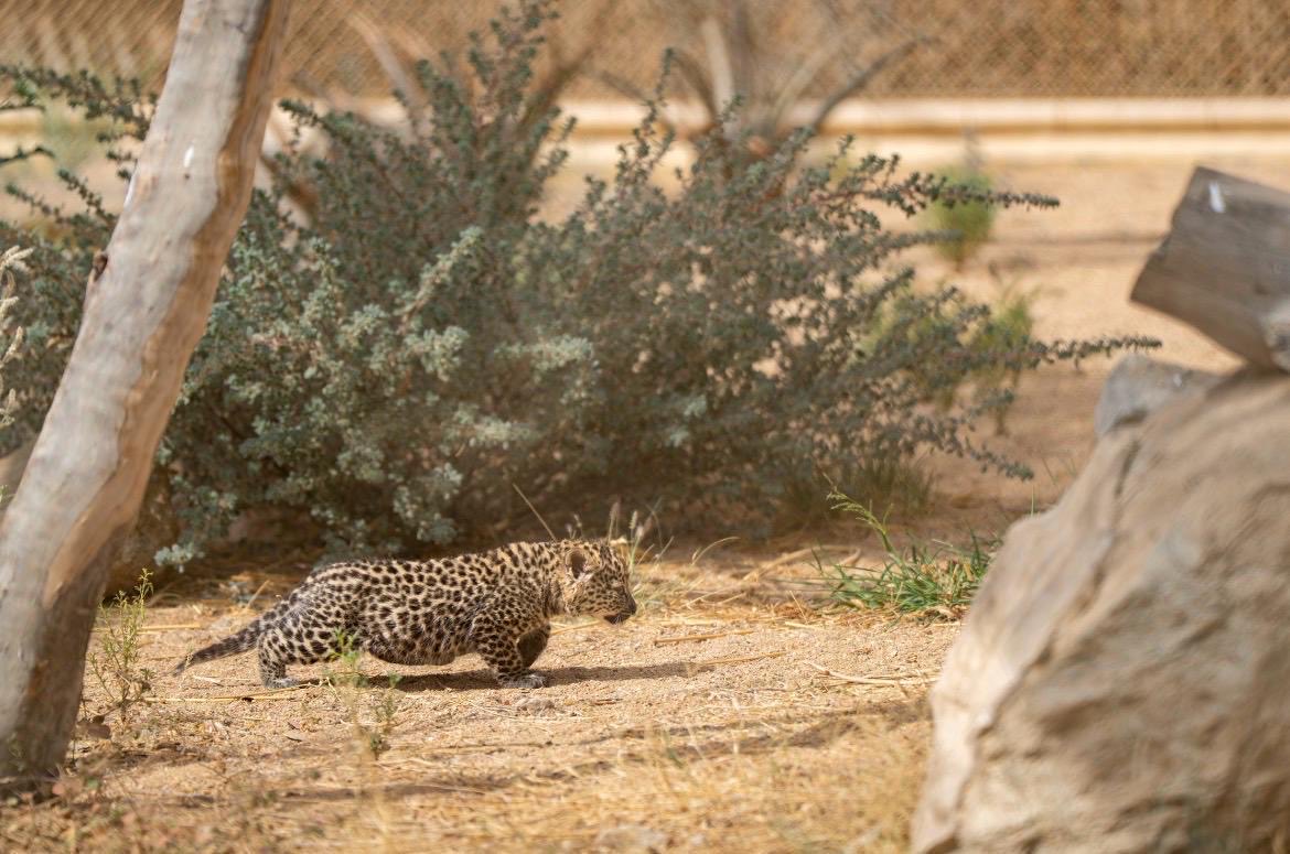 النمر العربي… روح الصحراء التي تحتضن تاريخ العُلا وتستشرف غدًا أكثر ازدهارًا