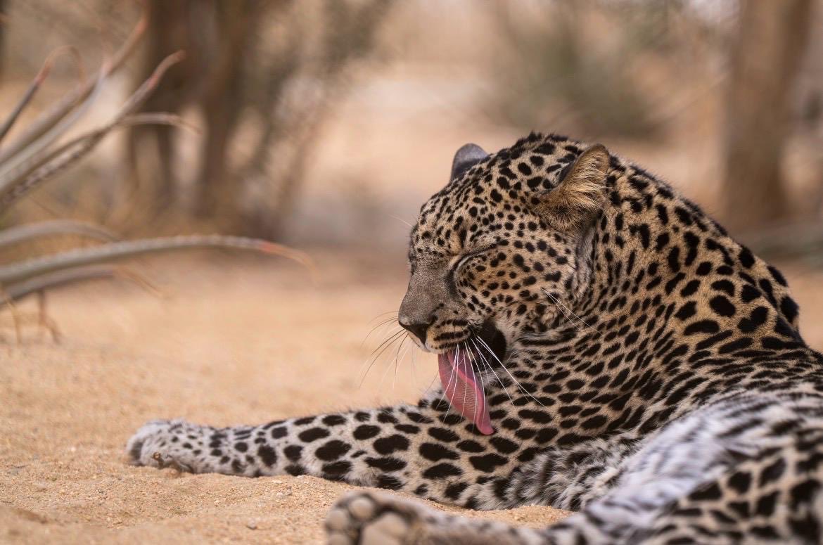 النمر العربي… قوة نادرة تحمي تضاريس العُلا وتُزهر بأمل متجدد  