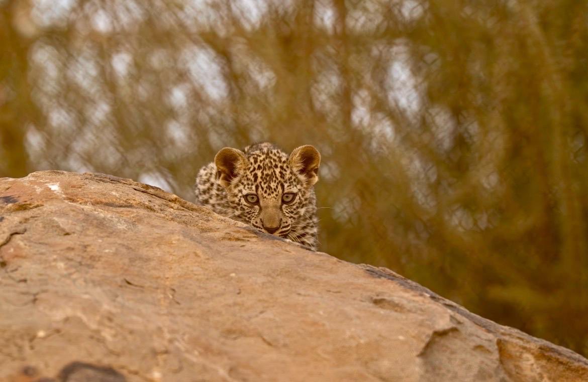النمر العربي… نبض البرّية الذي يصون ذاكرة المكان ويقود مسيرة الاستدامة