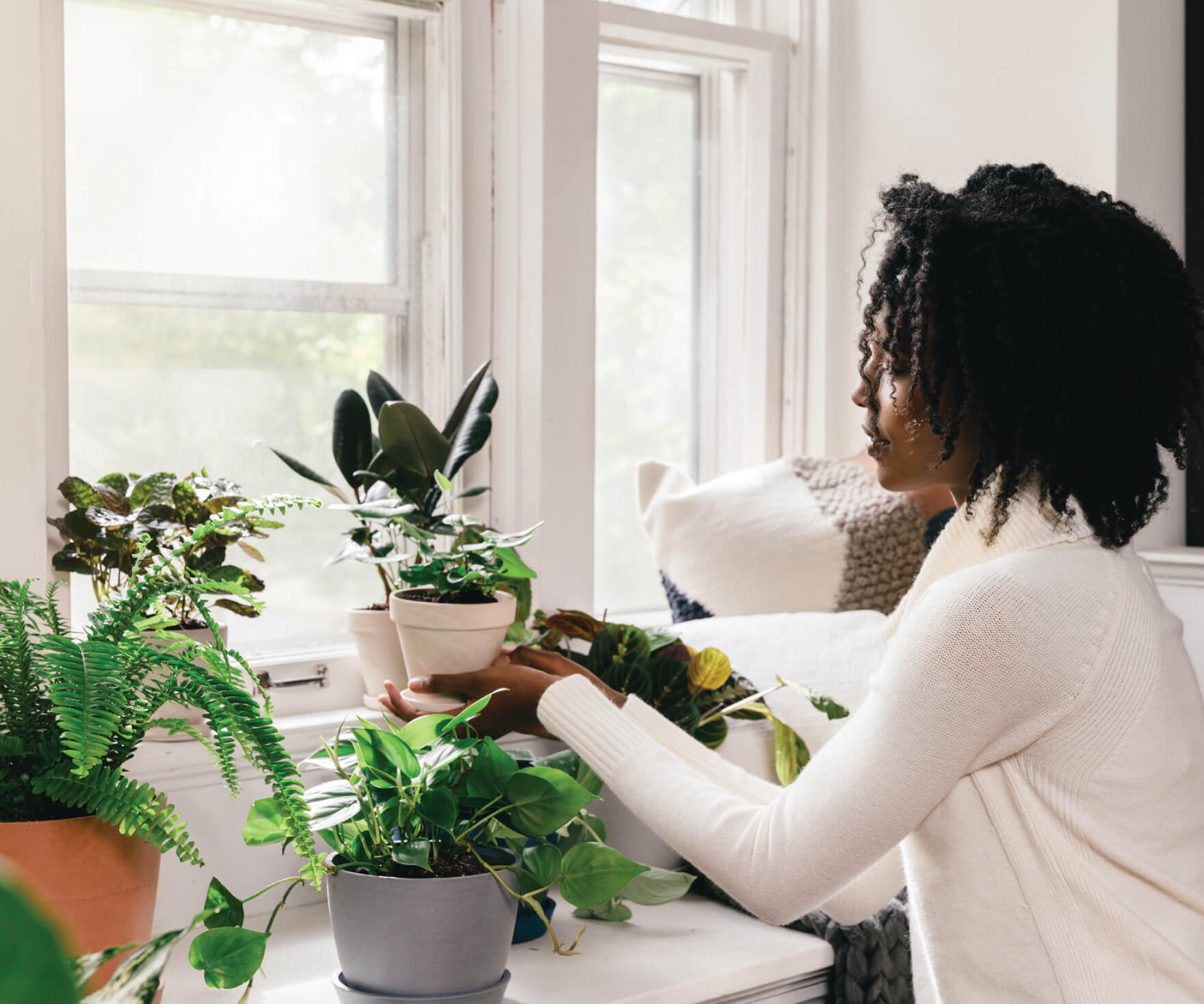 تتمتع النباتات المنزلية بقدرة رائعة على التكيف مع محيطها