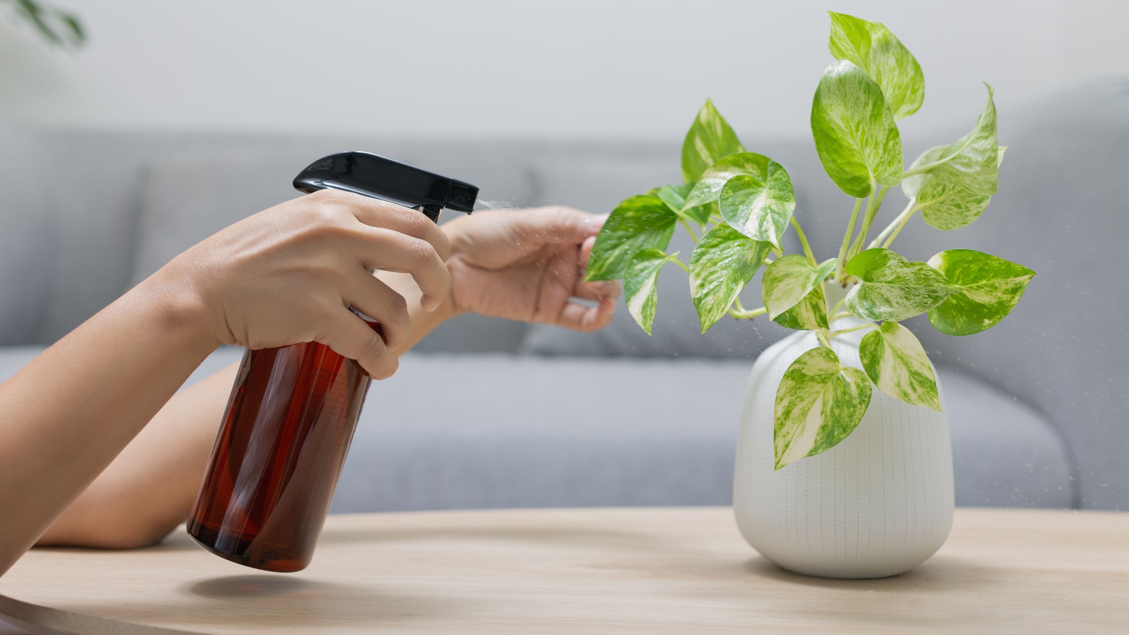 تزدهر النباتات المنزلية عندما نلتزم بروتين عناية منتظم