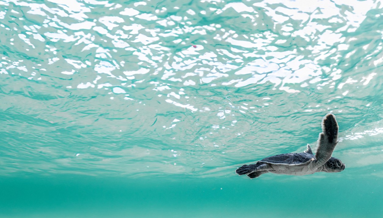 تنوع بيولوجي ساحر للطبيعية في البحر الأحمر