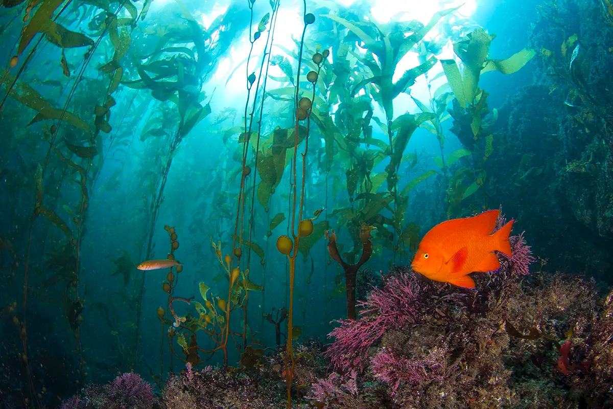جزر القنال في كاليفورنيا Channel Islands of California، الولايات المتحدة الأمريكية