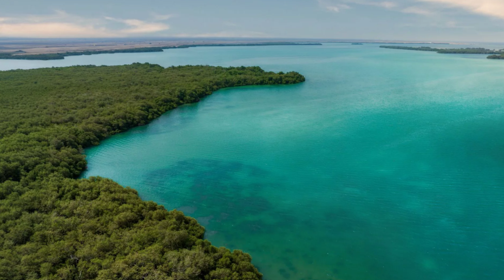 استمتعي بقهوتك المفضلة بين أشجار المانجروف في جزر فرسان الخلابة في جازان