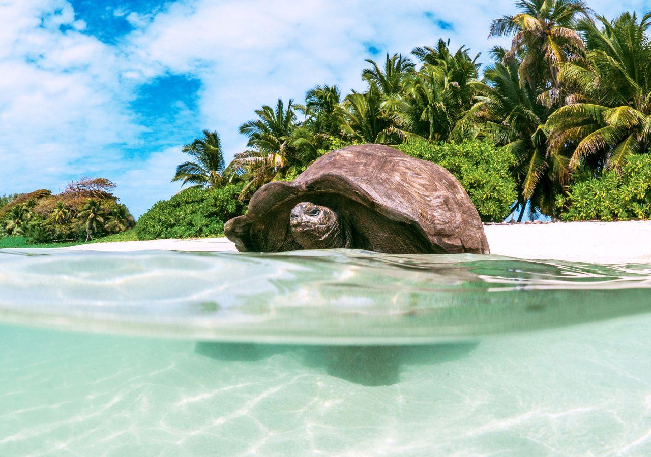 جزيرة ألفونسAlphonse Island، سيشل