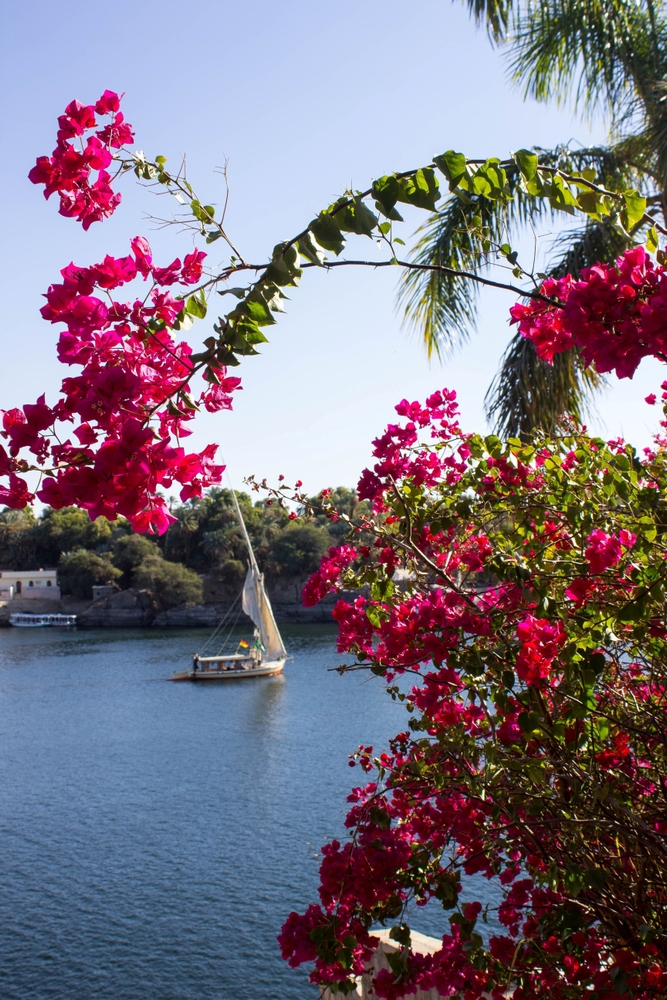 جزيرة النباتات Aswan Botanical Gardens