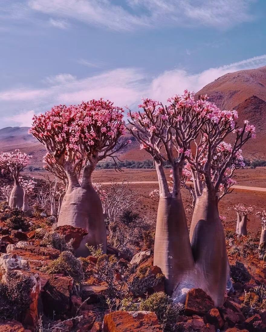 جزيرة سقطرى الفريدة الغنية بالتنوع البيولوجي