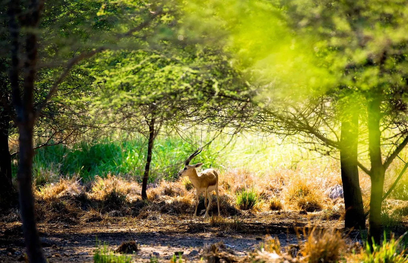 جزيرة صير بني ياس