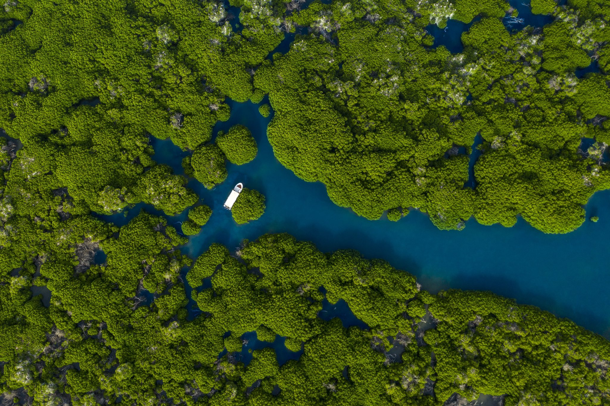 جنة على الأرض.. أشجار المانجروف تزين محمية جزر فرسان