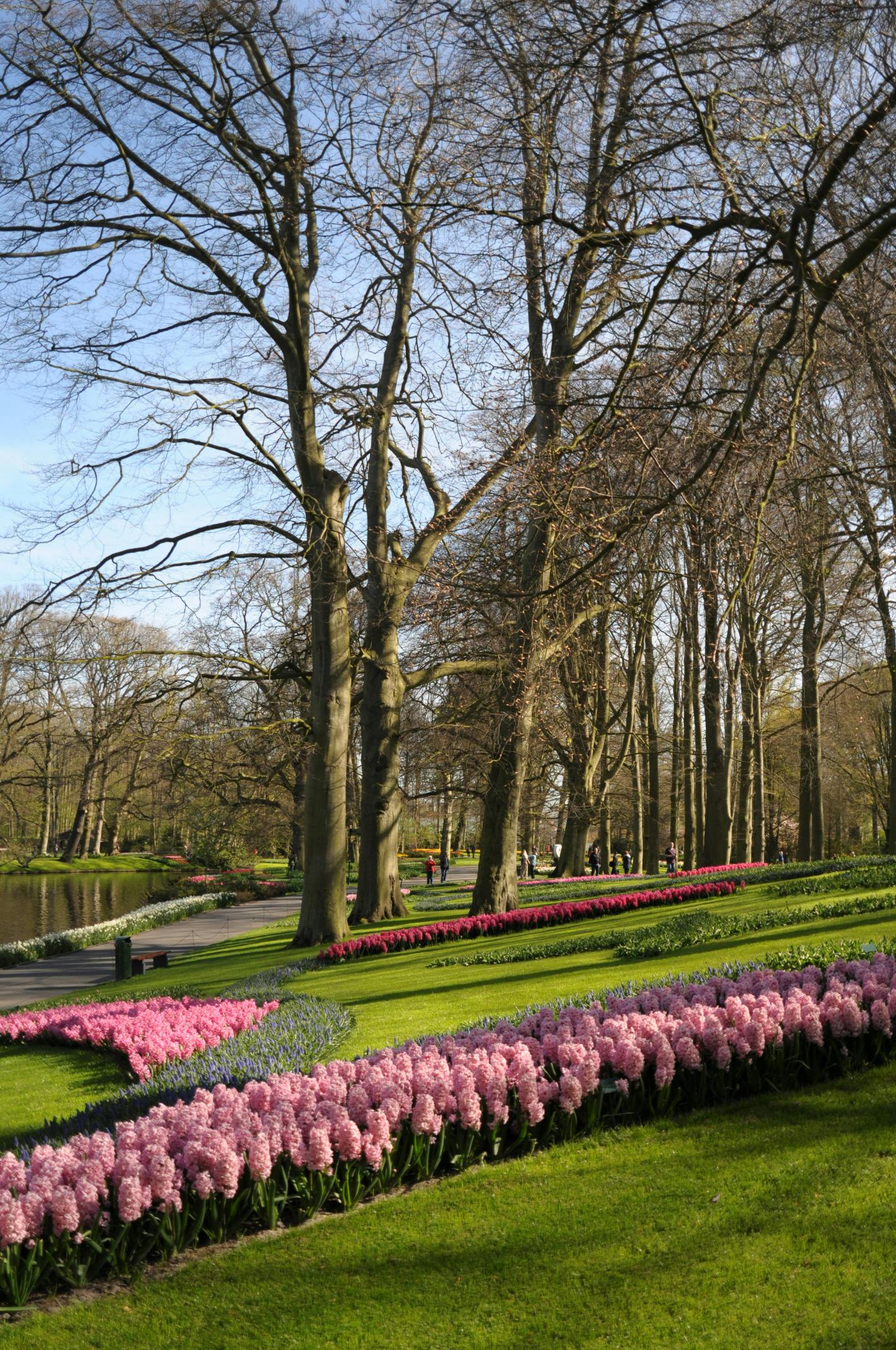 حدائق كيوكنهوف سيمفونية ربيعية لا تُنسى