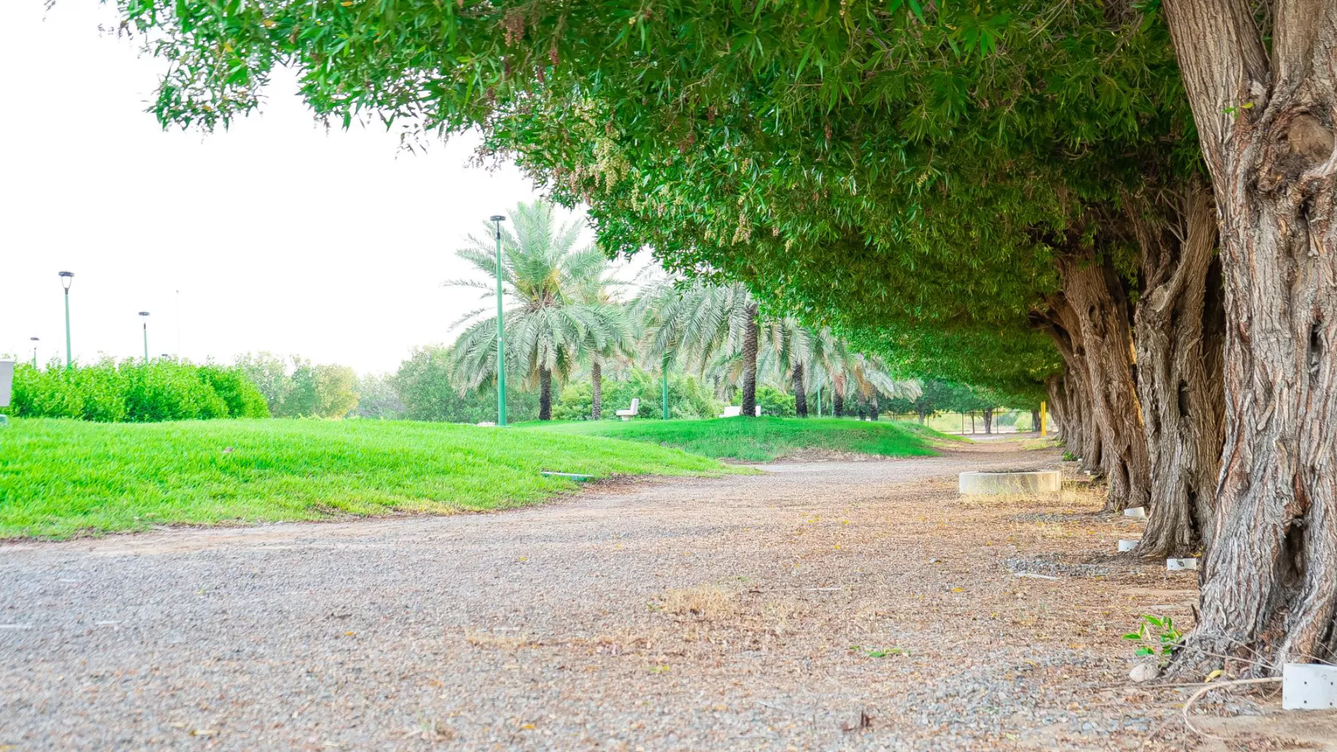 حديقة الفيروز واحدة من أجمل الوجهات في ينبع