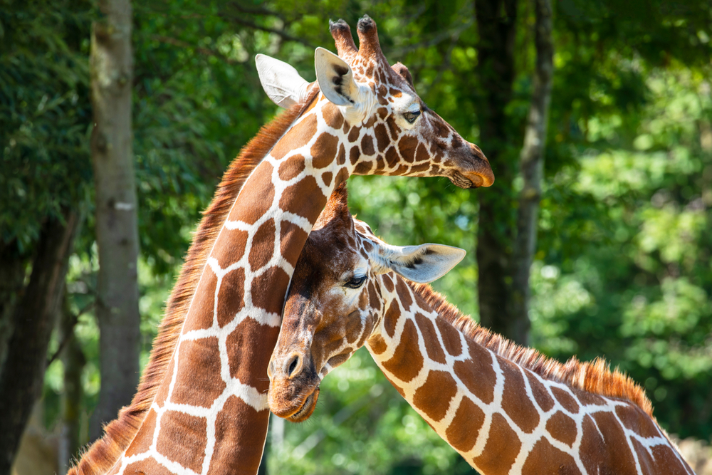حديقة حيوان أتلانتا (Zoo Atlanta)