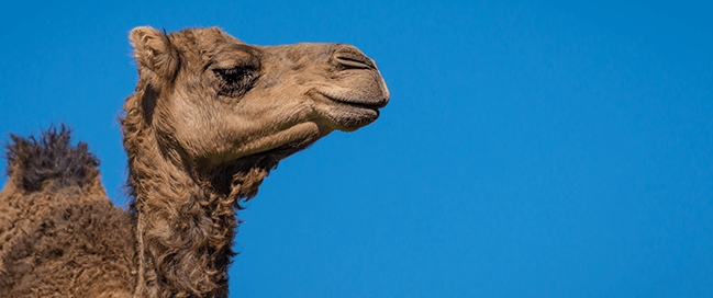 حديقة عين الجمل Camel’s Eye Park