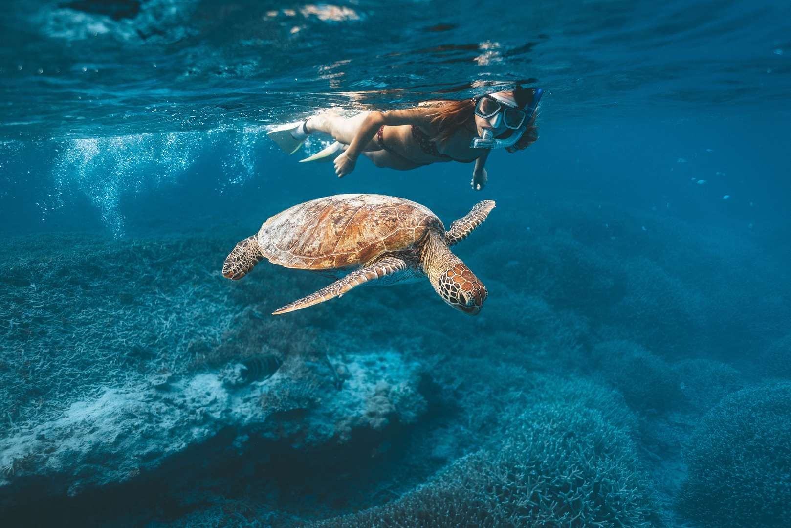خيارات واسعة من جولات الغطس