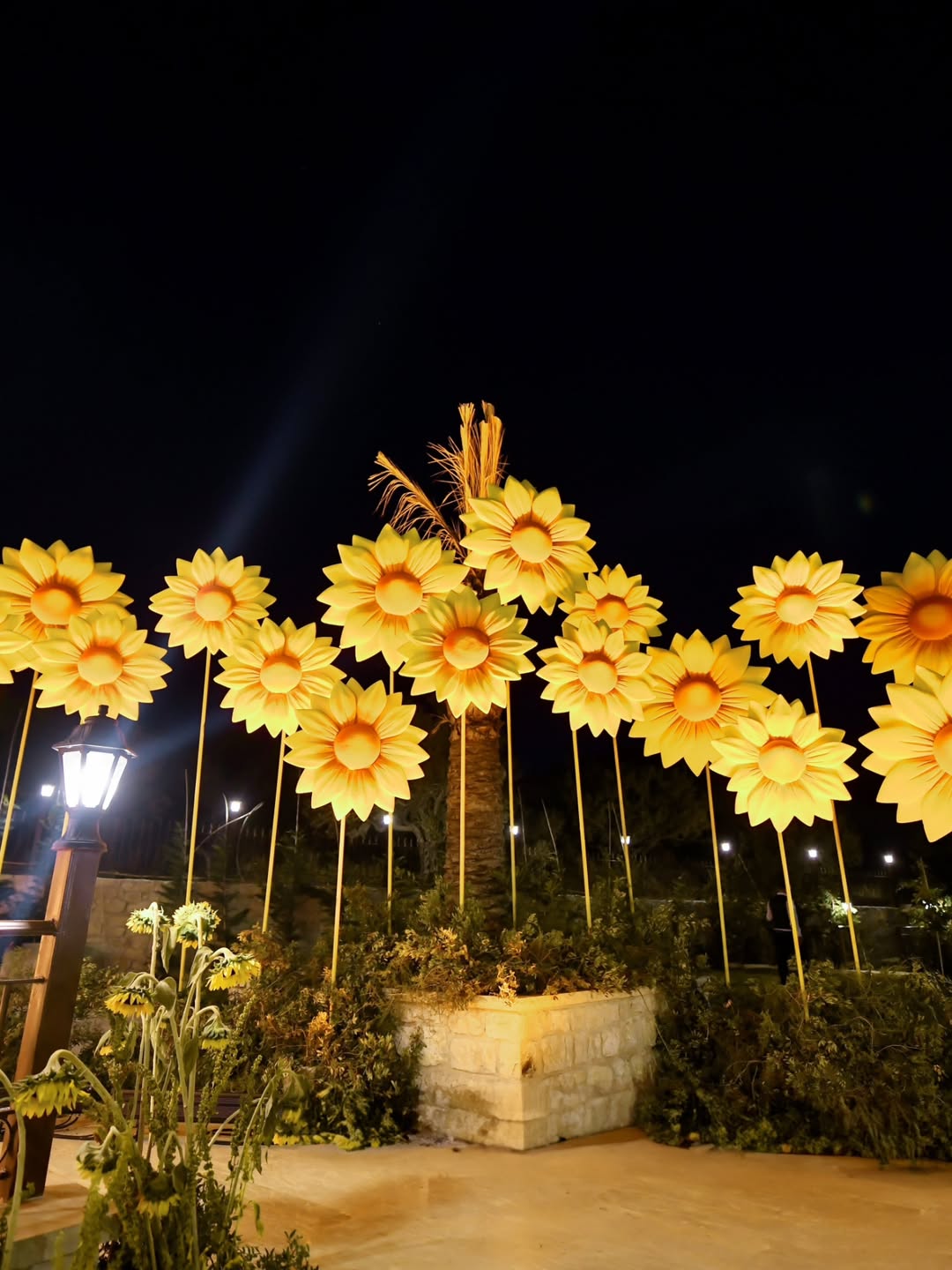 دوار الشمس حاضر في أعراس الخريف