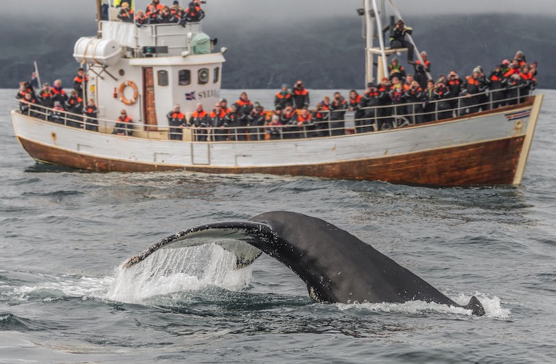رحلة مشاهدة الحيتان