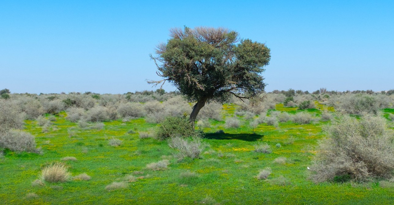 روضة التنهاة تكتسي بالخضرةٌ والزهورٌ  في لقطة تعكس ثراء محمية الملك عبدالعزيز الملكية