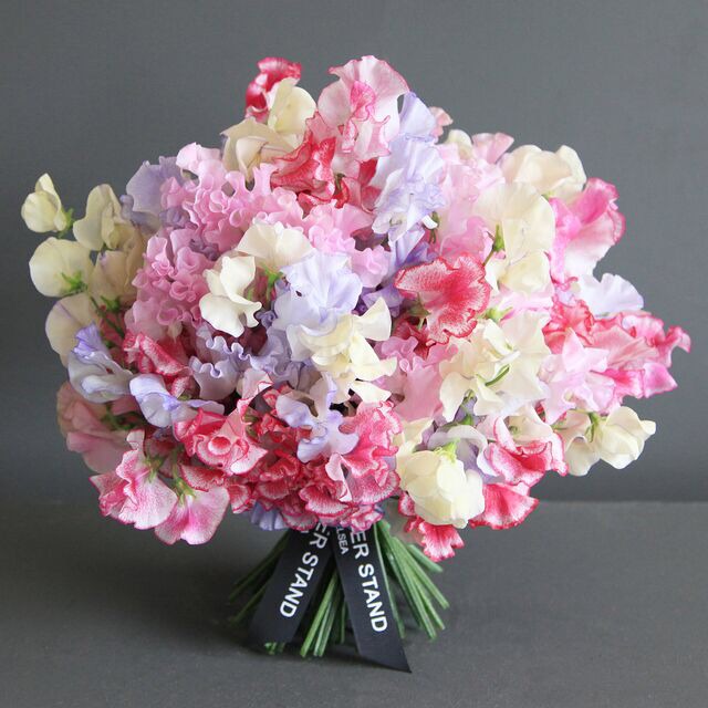 زهور بازلاء حلوة معطرة Scented Sweet Pea