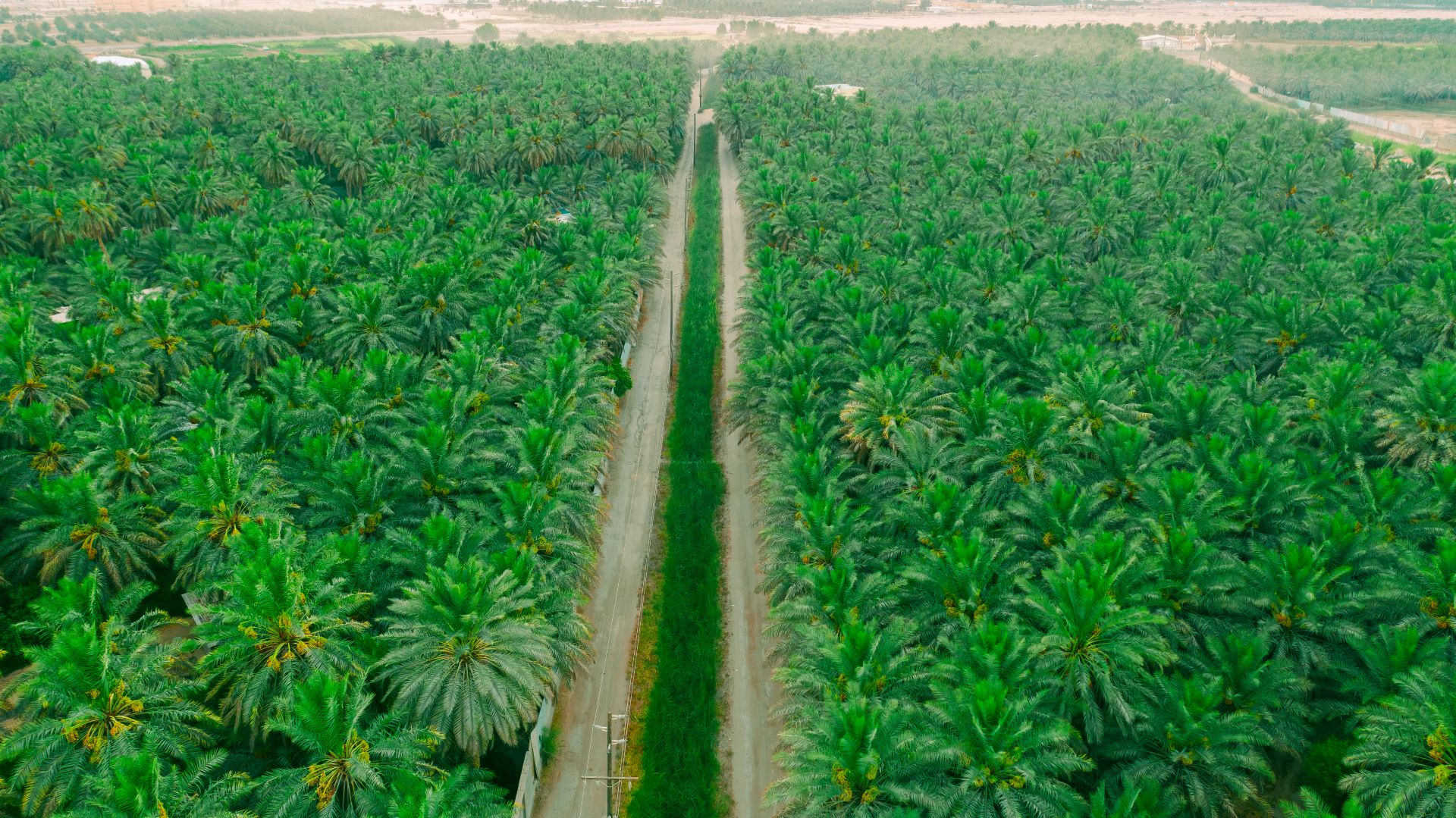 سحر الطبيعة الخضراء في واحة الأحساء