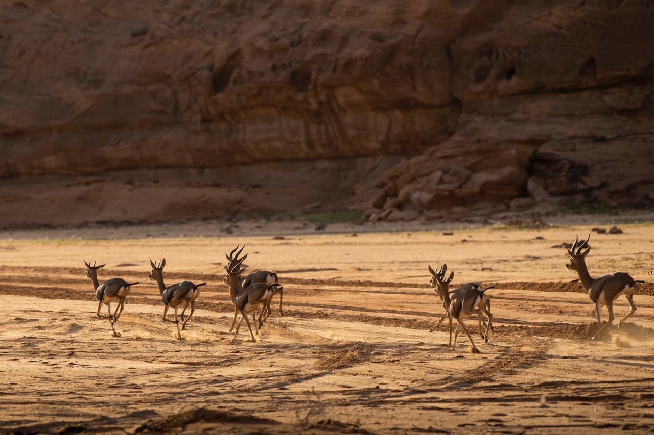 سحر الطبيعة الخلابة في محمية شرعان الطبيعية