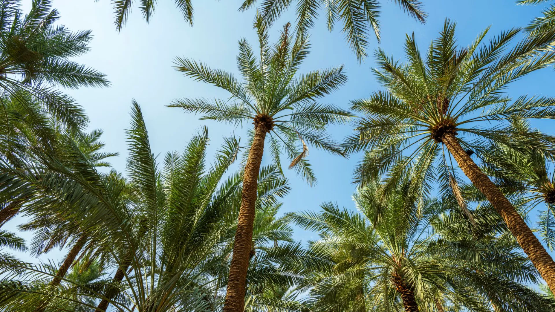 سحر الطبيعة الخلابة وأجواء الاستجمام في أحضان النخيل